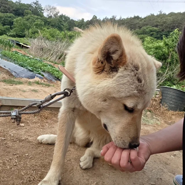 푸우