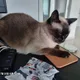거니
