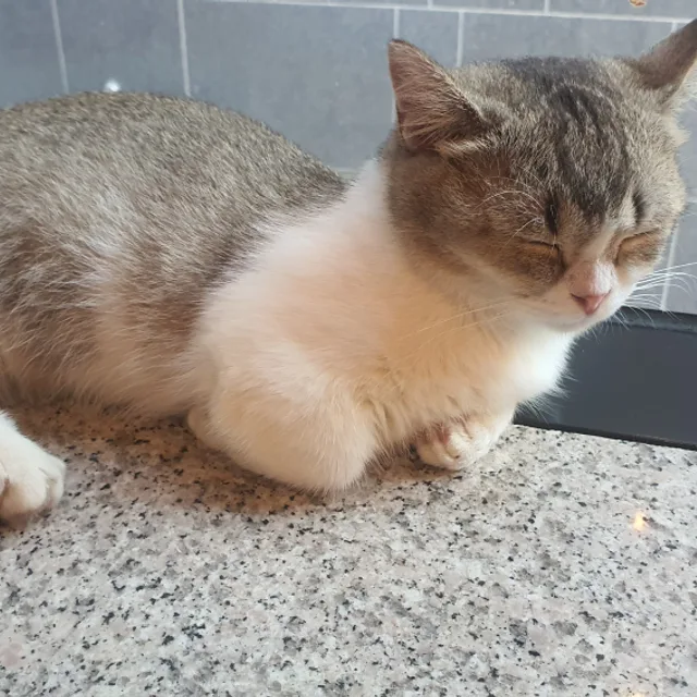 야옹
