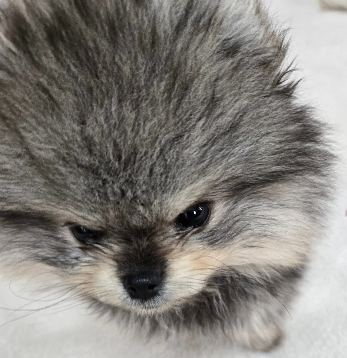 이엘