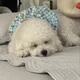 왕세자빈