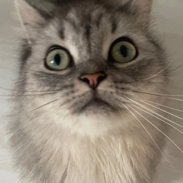 츄츄