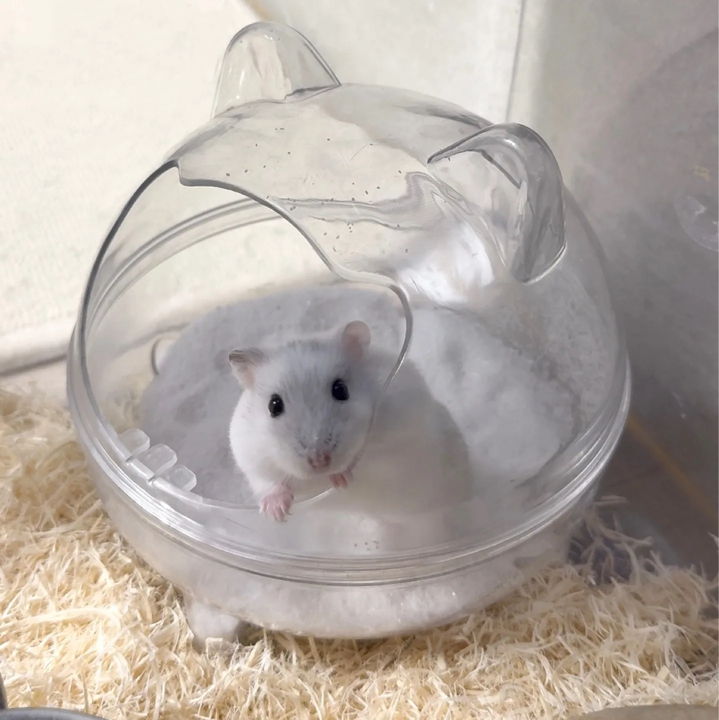 안녕하세옹