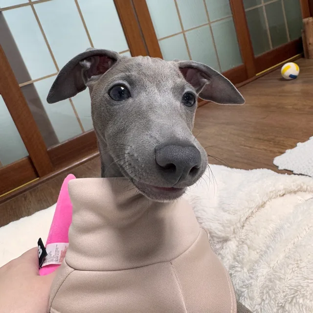 롱롱