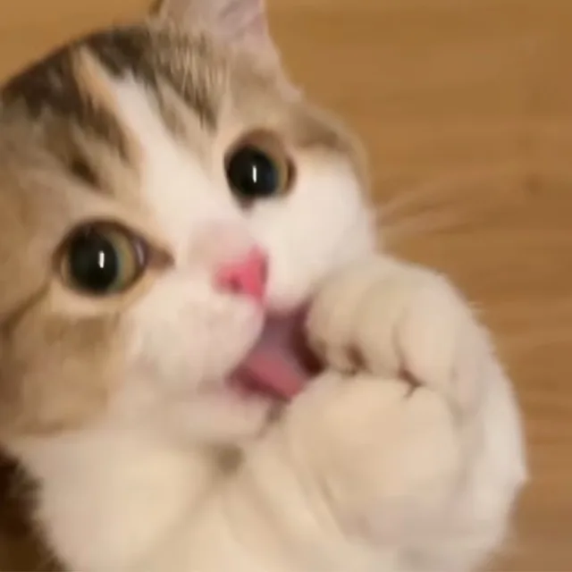 당냥이