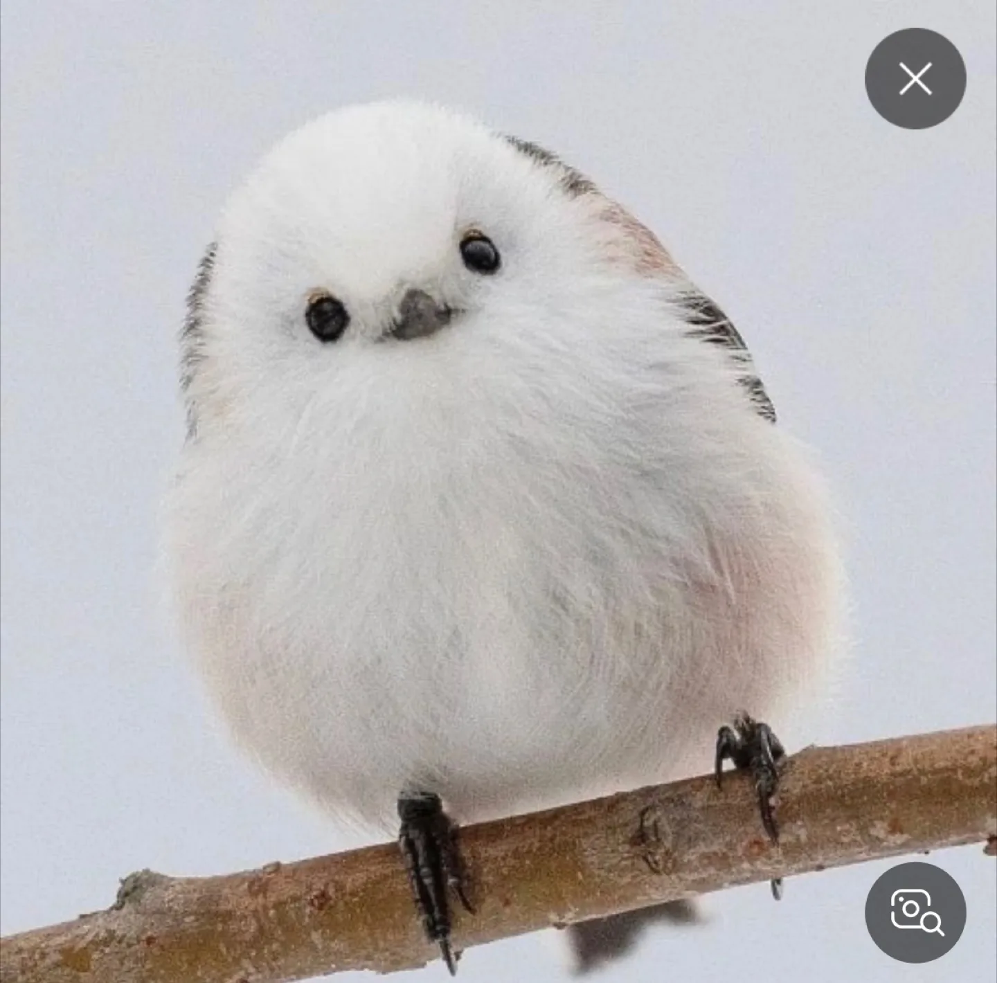 흰오목눈이