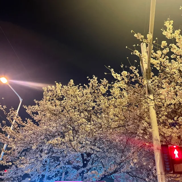 비티조아