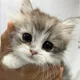 먕묭밍