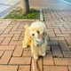 자메리카