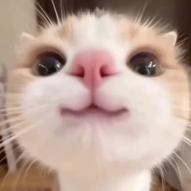 붕어빵