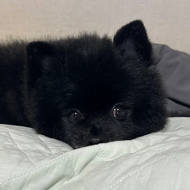 연어초밥