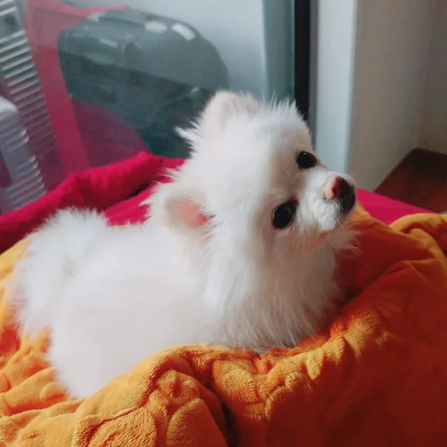 콩통