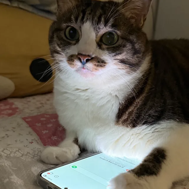 헤헤헿