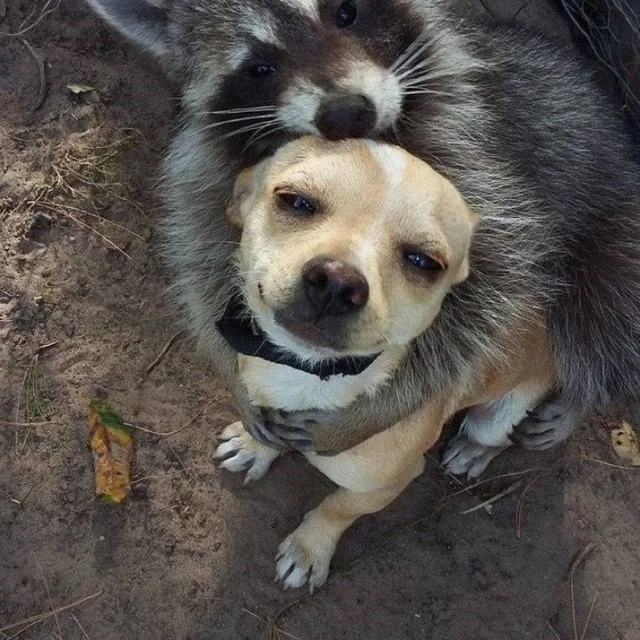 감자