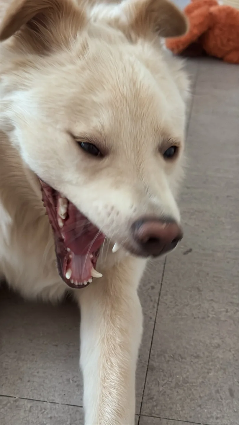 팡팡
