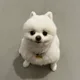 강아지
