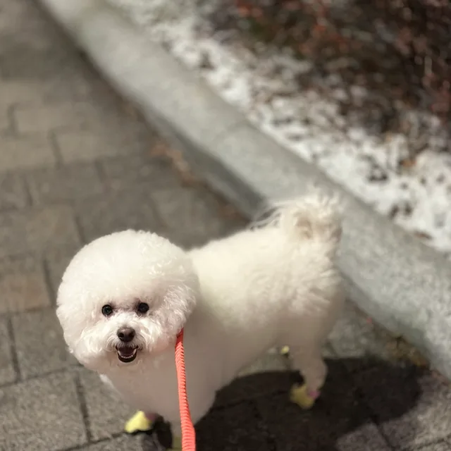 멍구