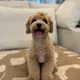 풍이네
