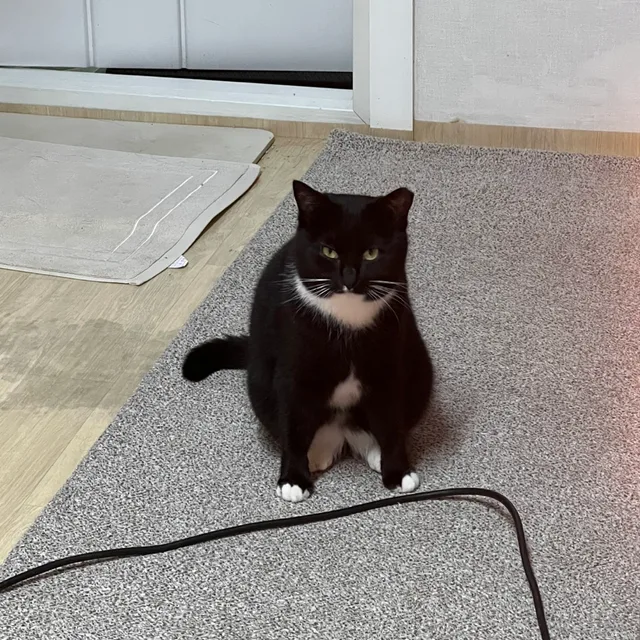 디음