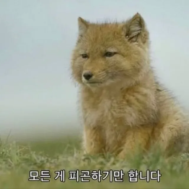 천북아지매