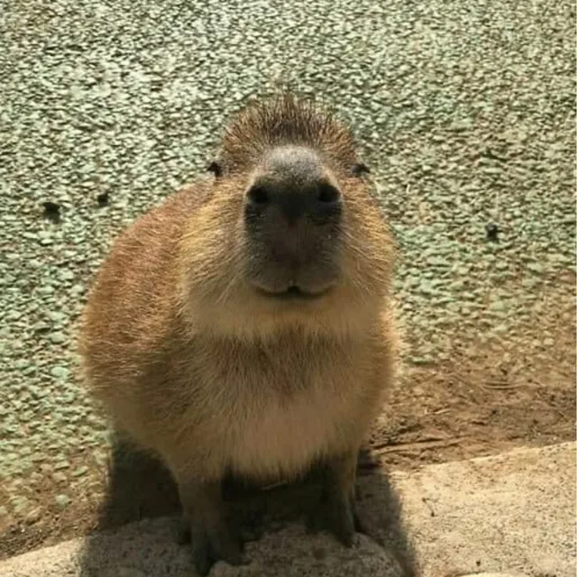 카피바라