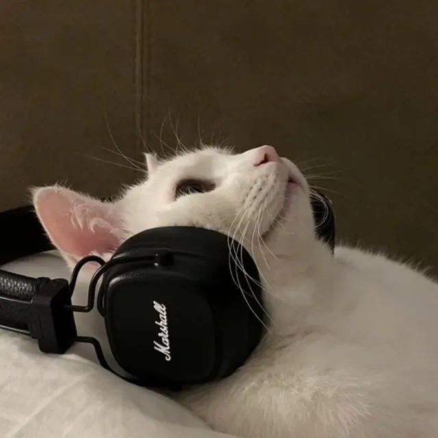 애옹