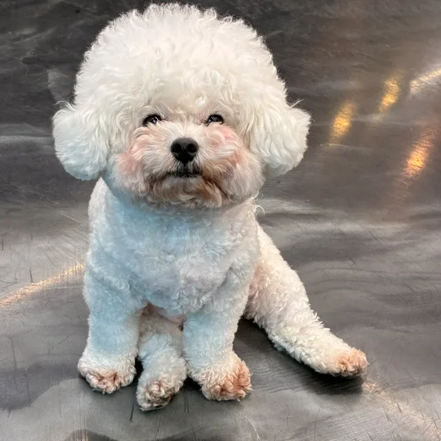 쿨거