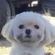 밍이