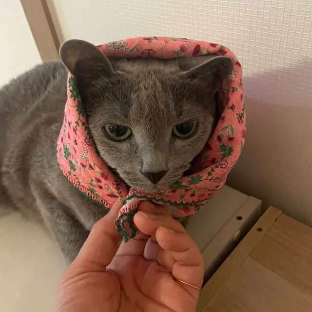 우리동네냥이트레이너