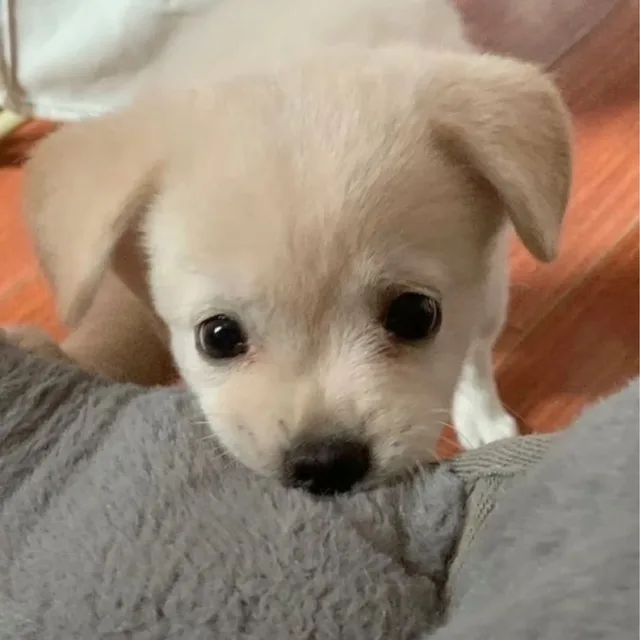 조서연