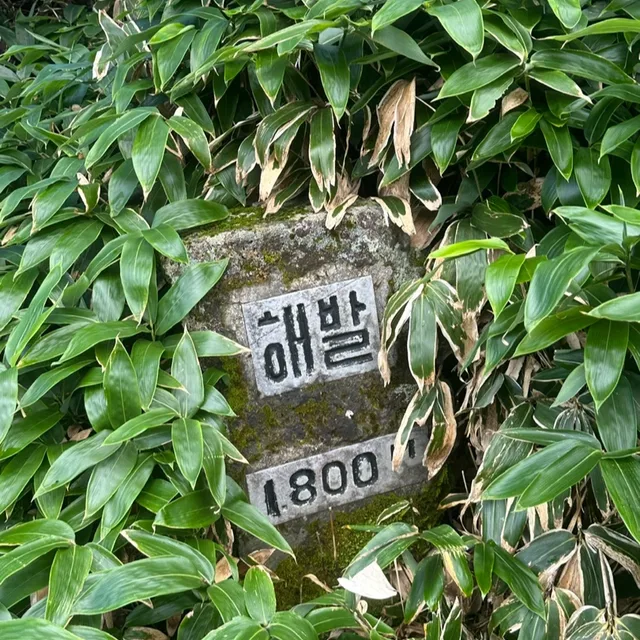 해발이