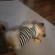 제리