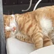 앨리스