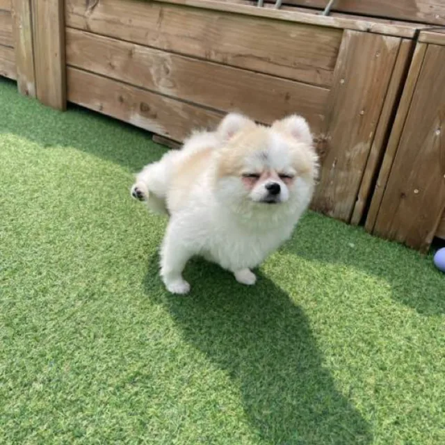 녹차