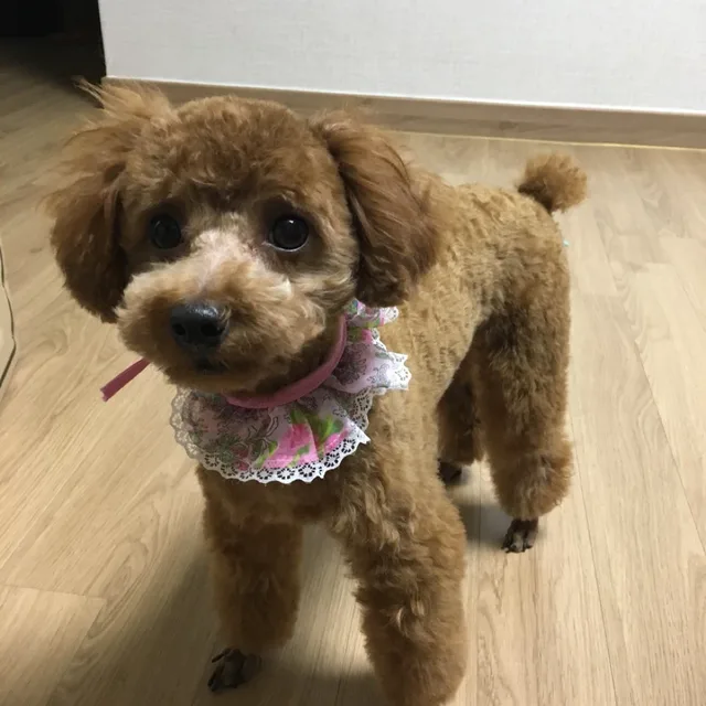 듀듀