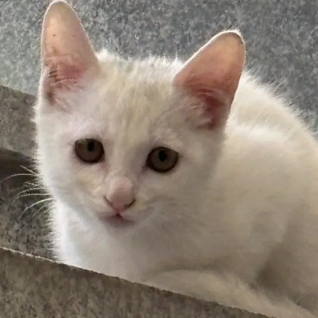 왕밤빵