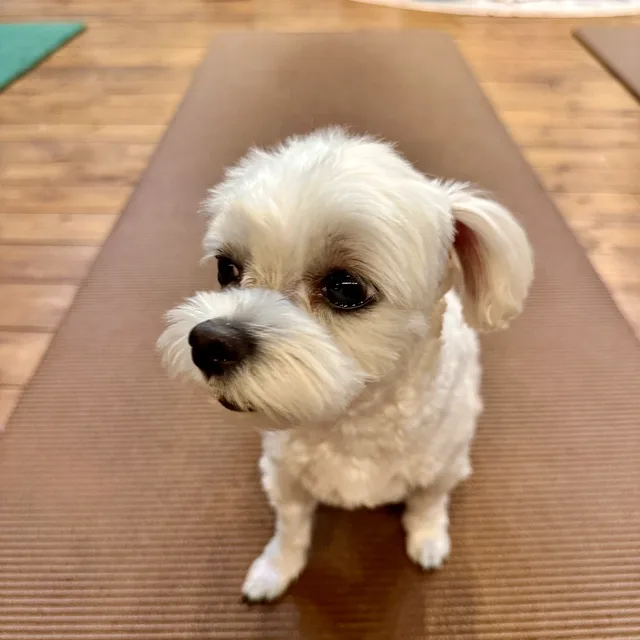 초긍정거래