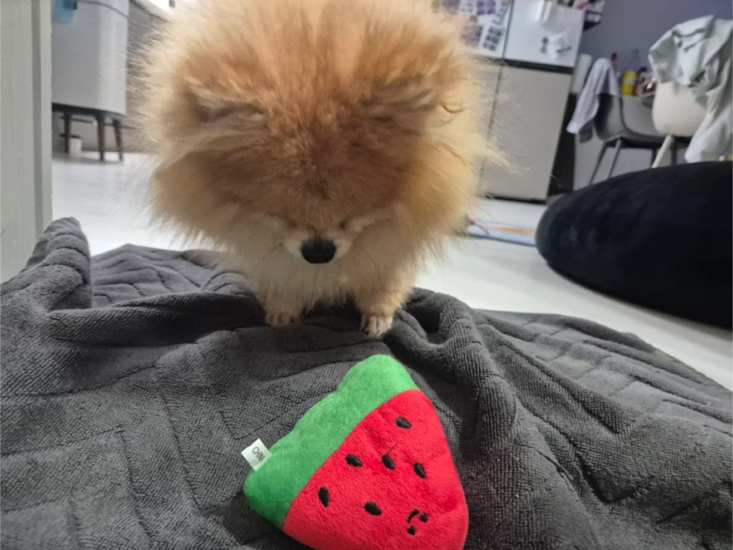 메가밤비