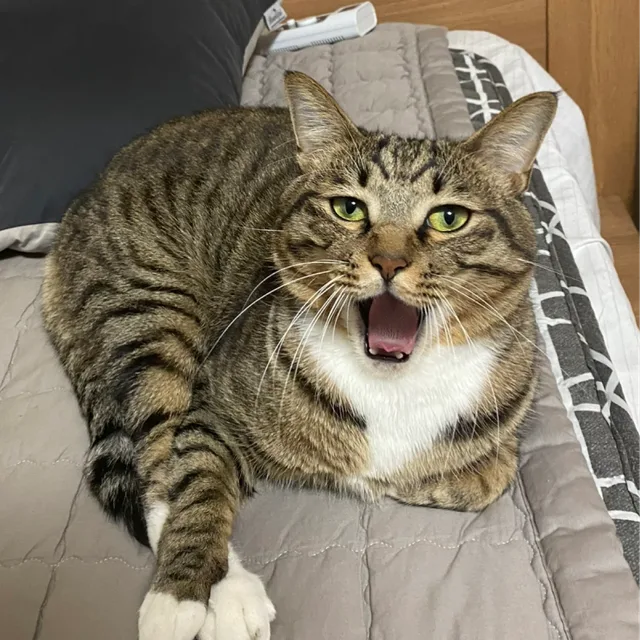 광광이