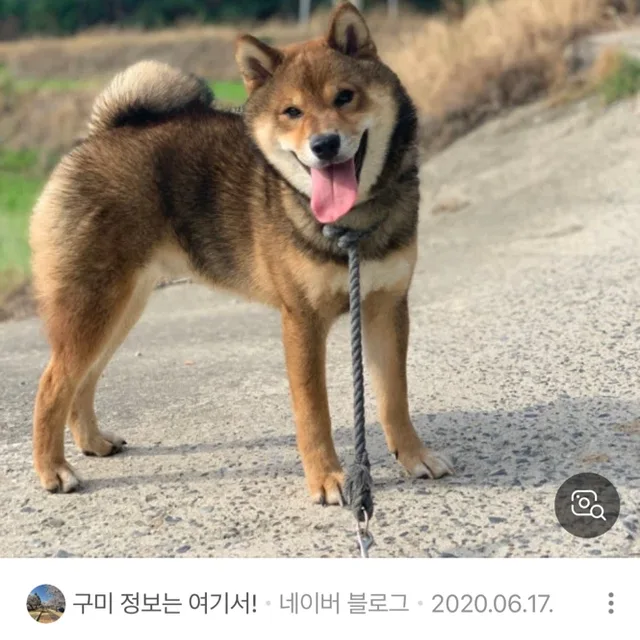 산책중독자