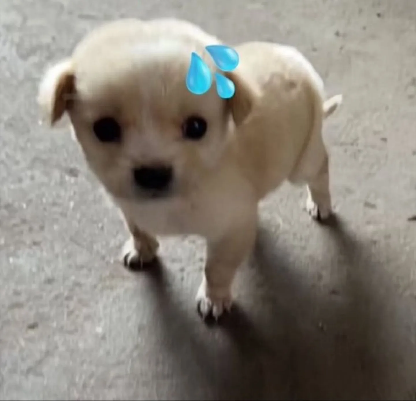 뇽냥늉