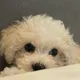 요리조리