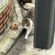 칵퉤