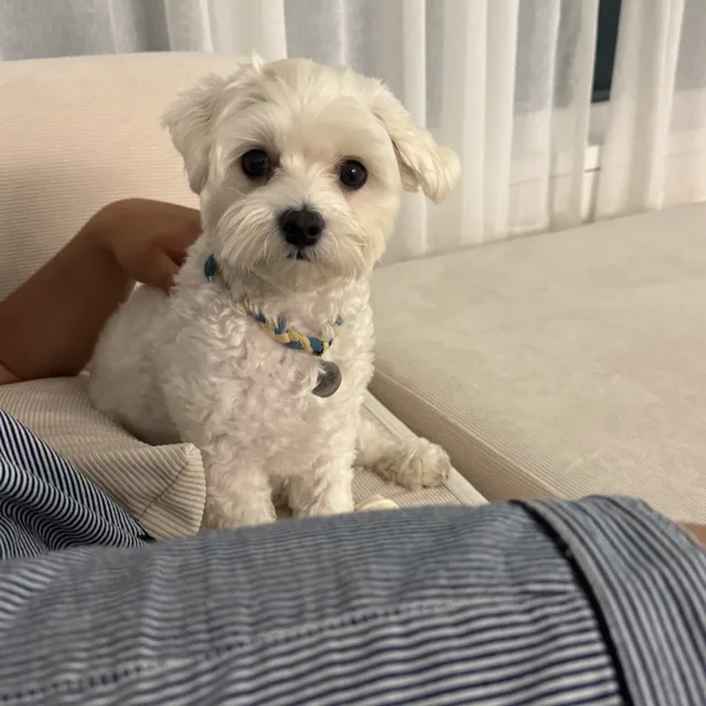옹옹잉잉