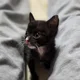고로로롱