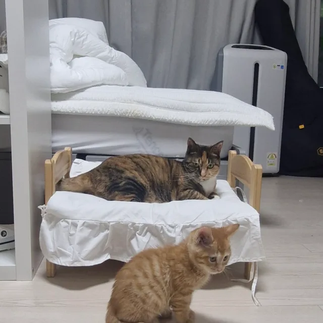 해피치즈피자맘