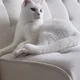 이고