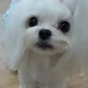 하비