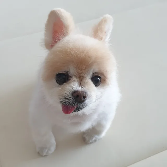 다솜다은뽀송맘