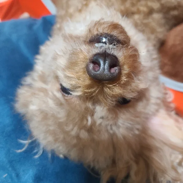 제이제이